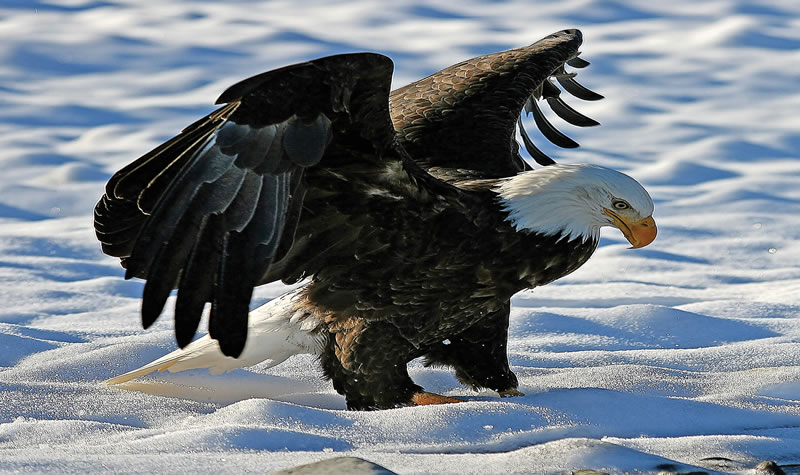 Tourism Squamis Eagles