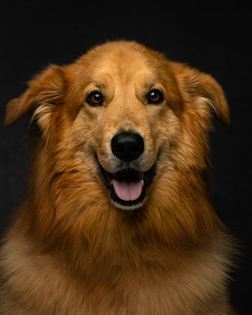 Art of Portraits-Cullen-Dog Portrait-2