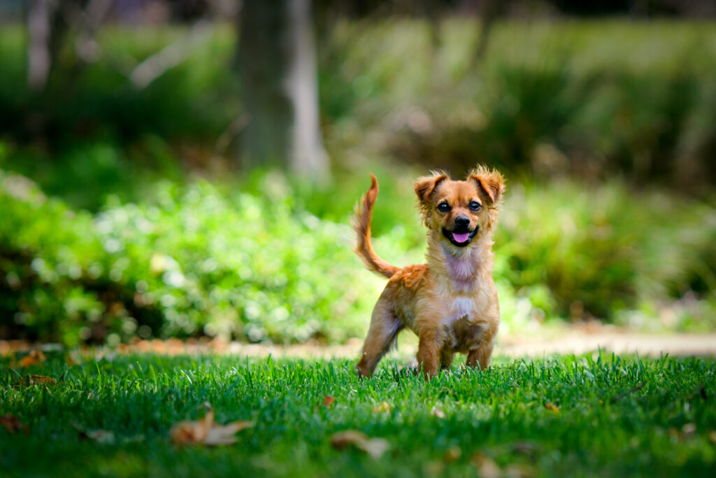 A portrait of a dog in outdoor park in natural lighting.