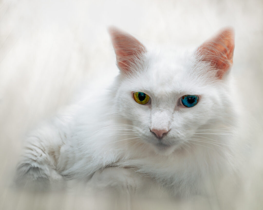 Yuki-Maincoon Cat-2