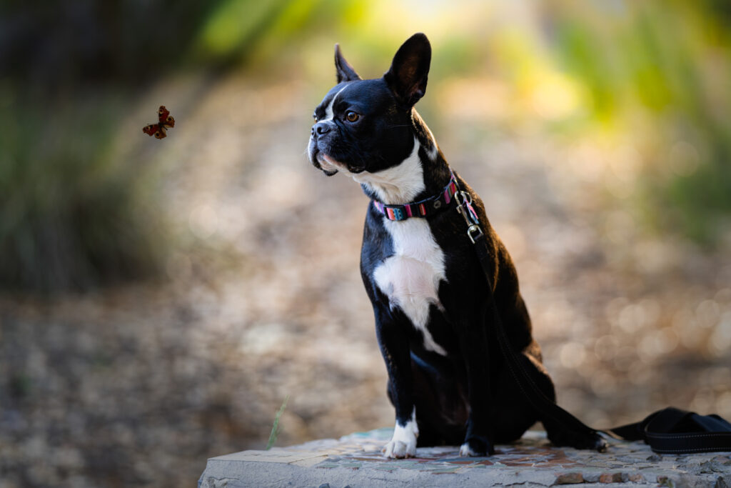 Dog Glaring at Butterfly at Oso Creek Trail Park