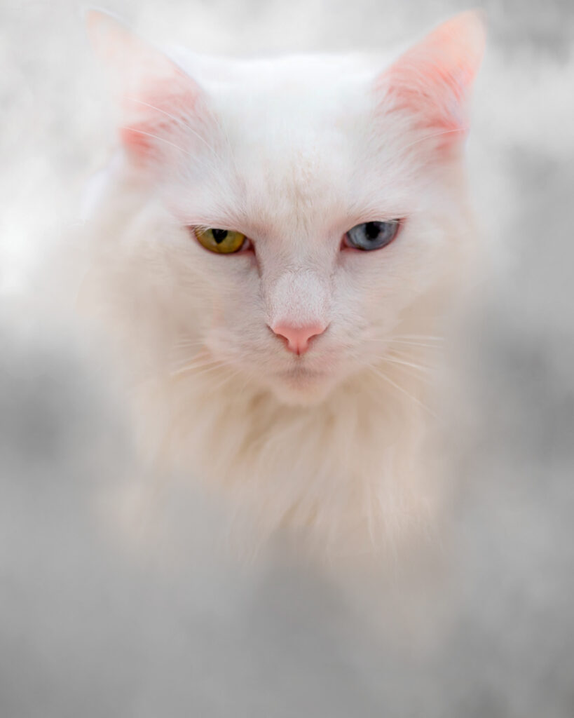 A white maincoon cat with yellow and blue eyes walking out of the smoke