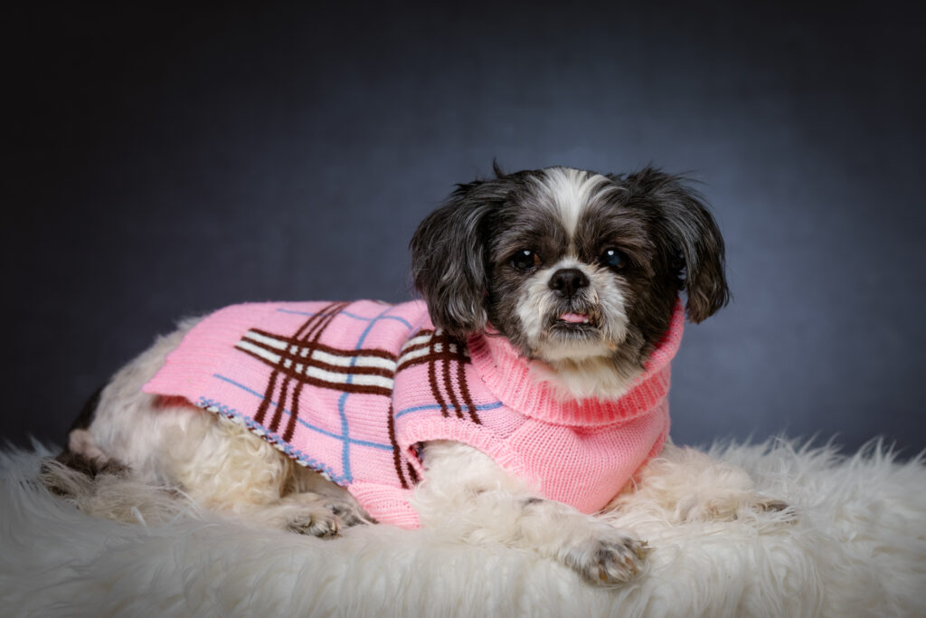 A Shitzu dog on cozy fur